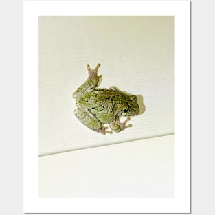 Tender Frog Posters and Art